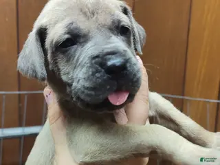 Great Dane dogs Great Dane Puppy 1 - Ad 8