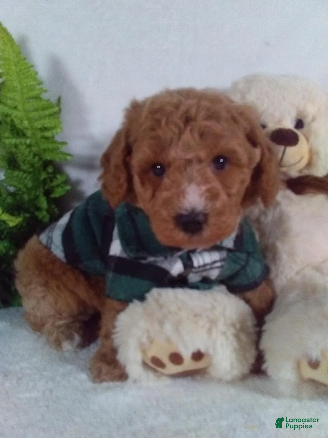 Bichpoo dogs for sale: Jasper - Ad 2