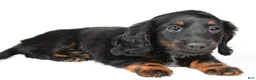 Miniature Dachshund dogs for sale: Fiona - Ad 3