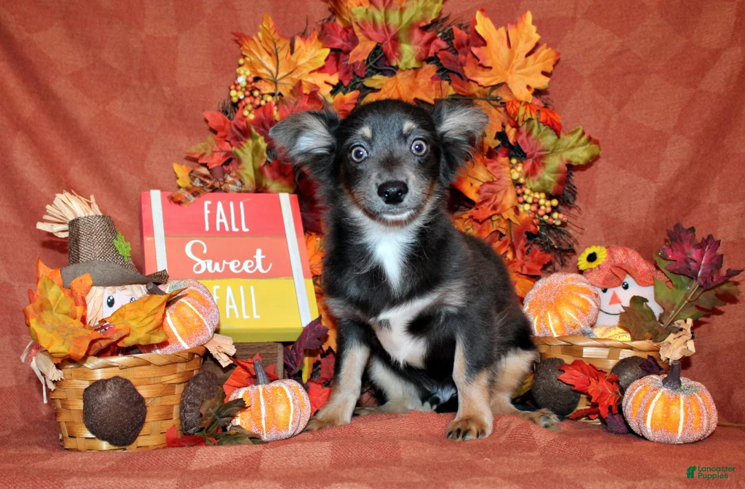 Chihuahua dogs for sale: Blue - Ad 1