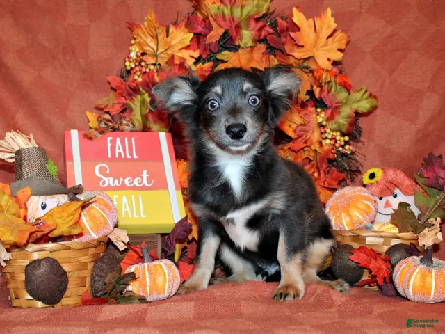 Chihuahua dogs for sale: Blue - Ad 1