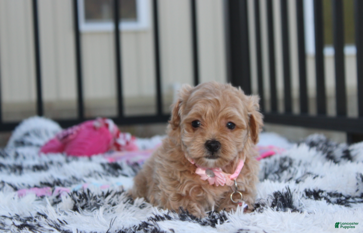 Maltipoo dogs for sale: Kaya - Ad 2