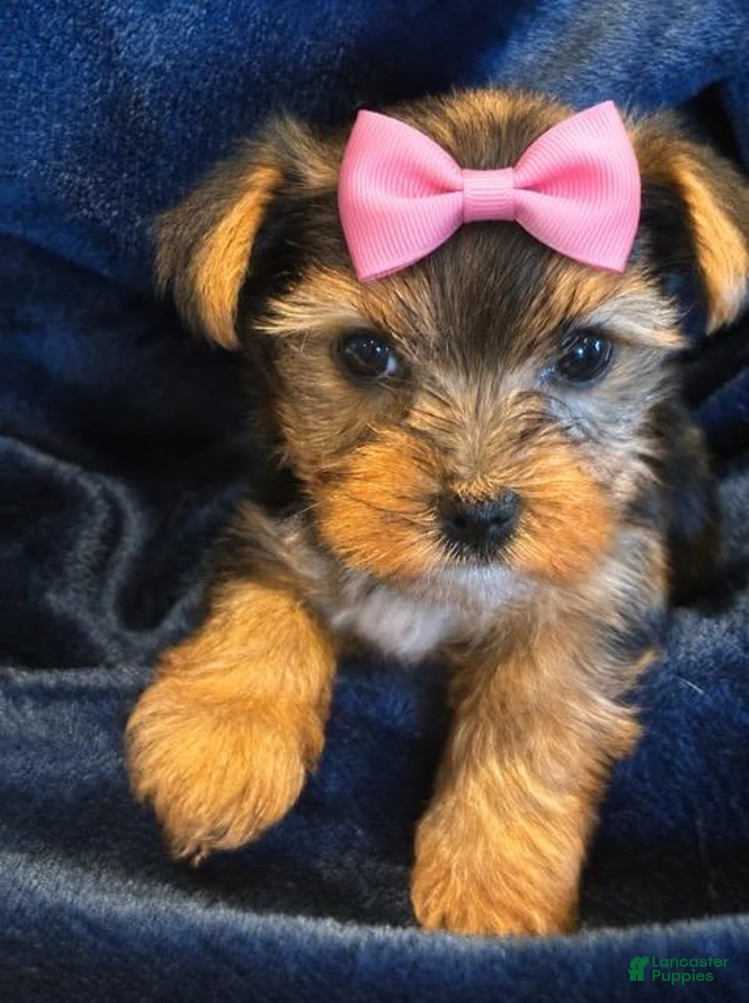 Yorkshire Terrier dogs for sale: Yorkshire Terrier 3 Shiela - Ad 1