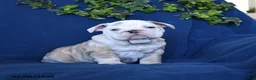 English Bulldog dogs for sale: Taffy - Ad 5