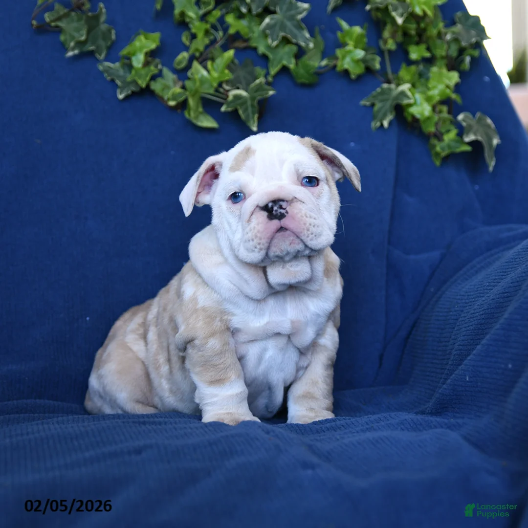 English Bulldog dogs for sale: Taffy - Ad 5