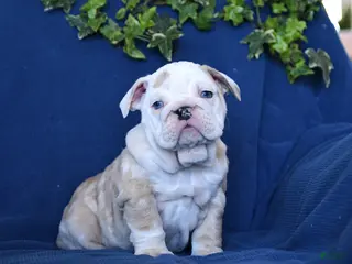 English Bulldog dogs Taffy - Ad 41