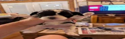 Shihpoo dogs for sale: Fancypants - Ad 4