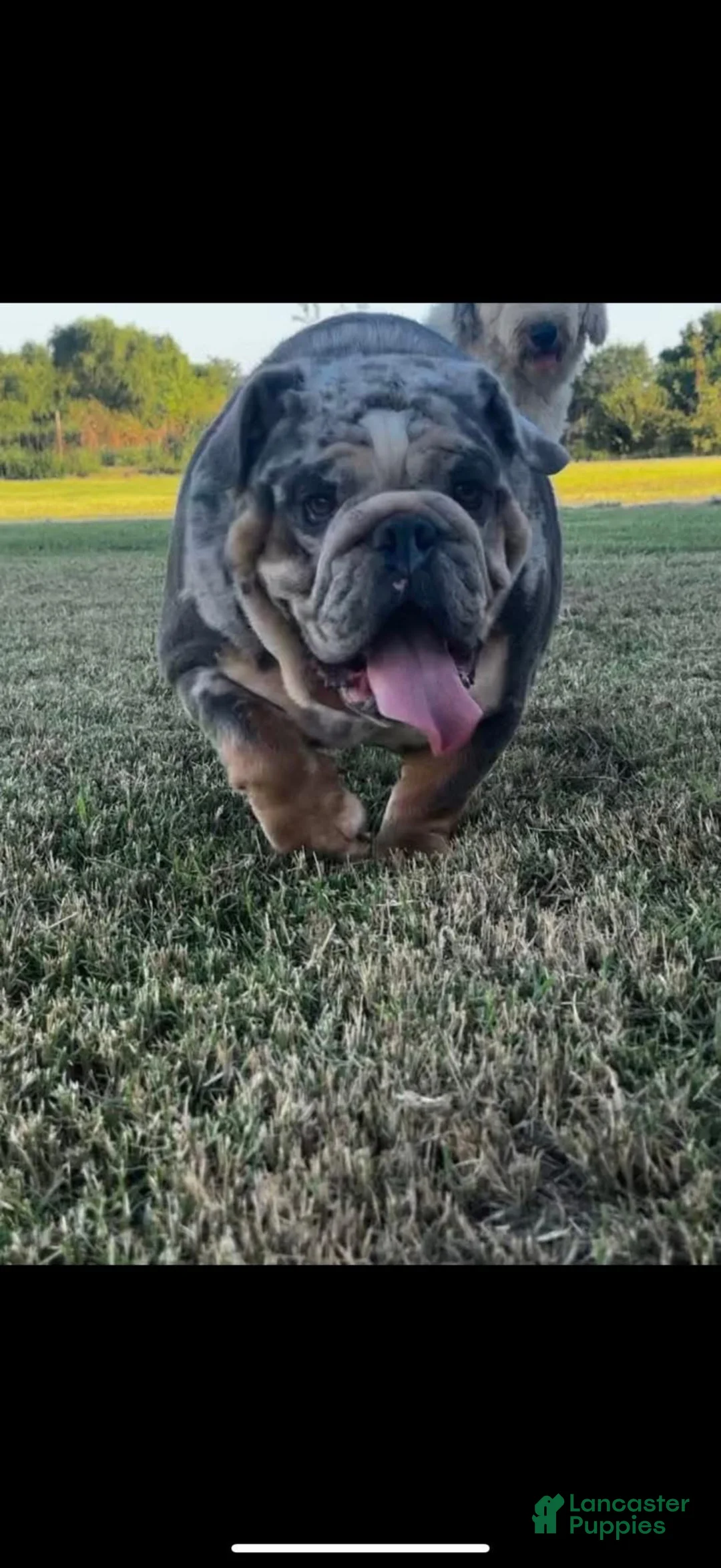 English Bulldog dogs for sale: English Bulldog Puppy 1 - Ad 1