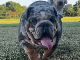 English Bulldog dogs English Bulldog Puppy 1 - Ad 18