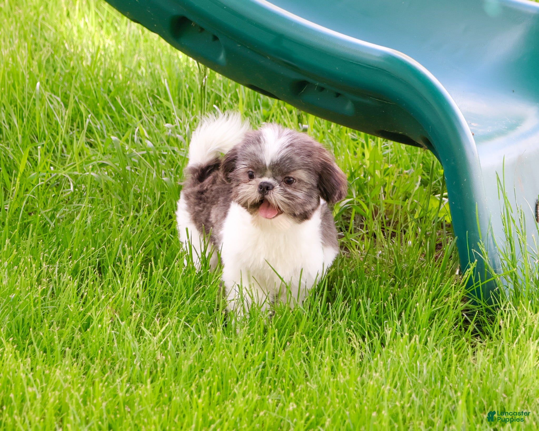 Shih Tzu dogs for sale: Aztec - Ad 5