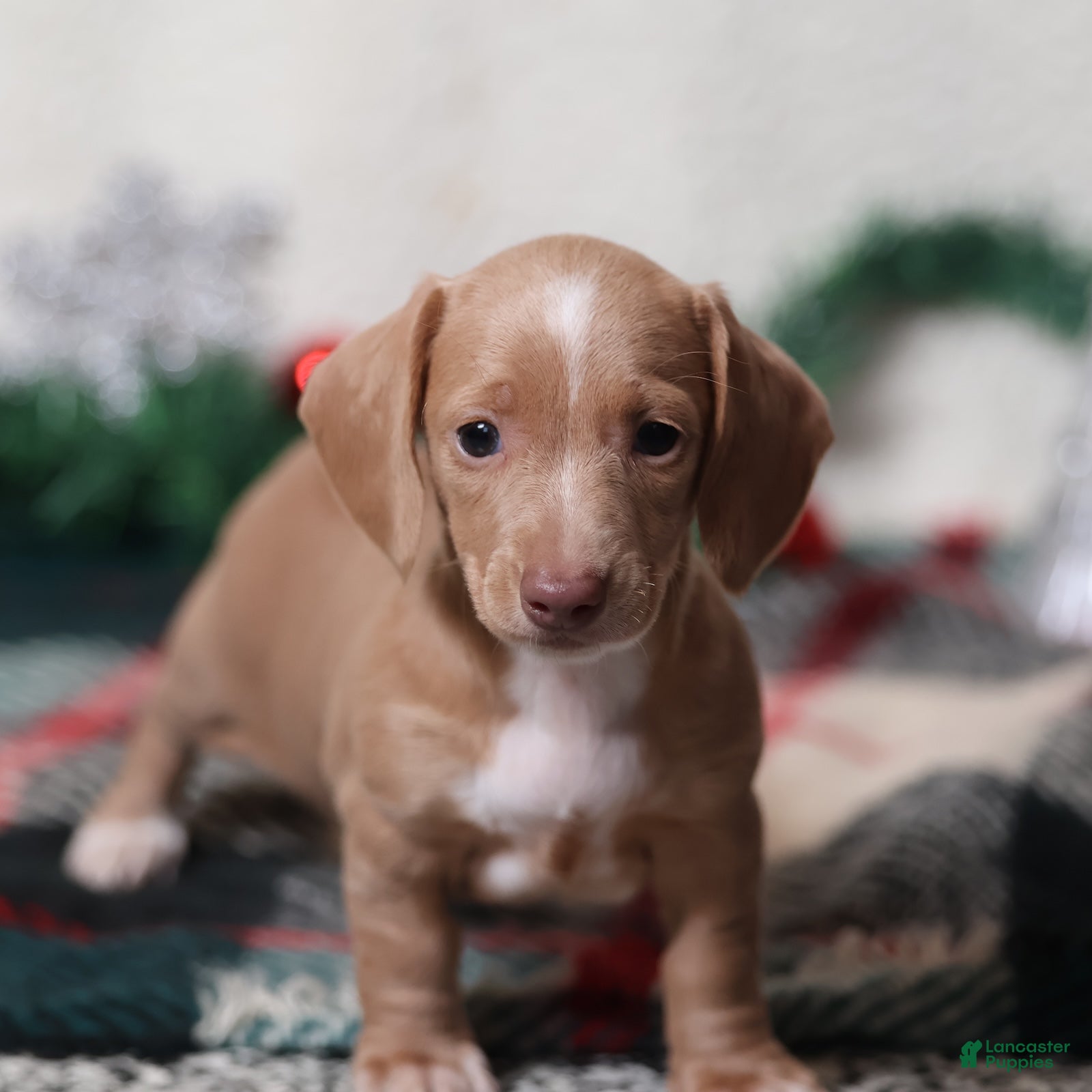 Dachshund dogs Daphne - Ad 1