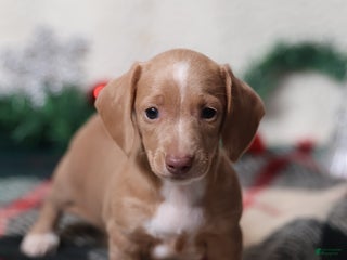 Dachshund dogs Daphne - Ad 10