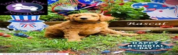 Goldendoodle dogs for sale: Rascal - Ad 4