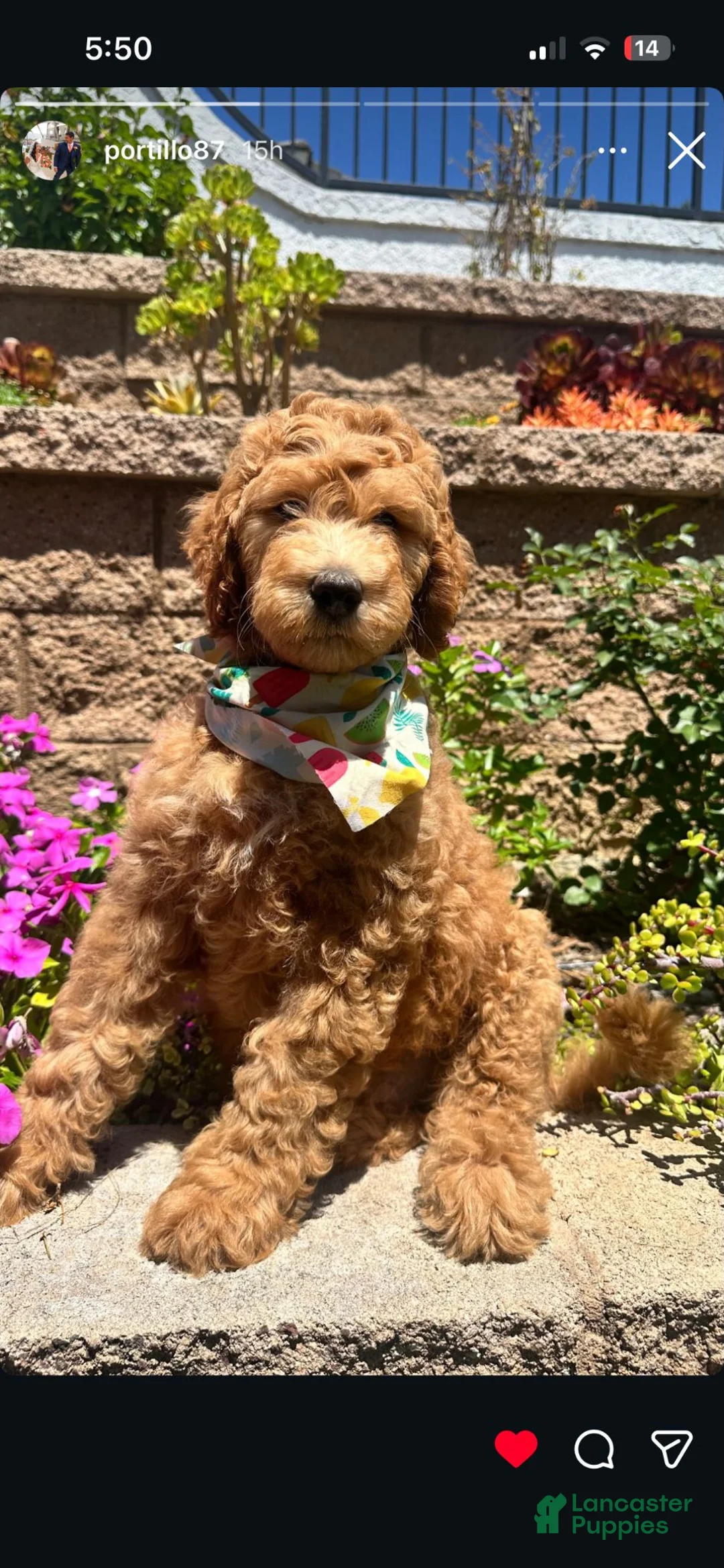 Double Doodle dogs for sale: Double Doodle 3 - Ad 1