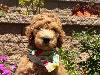 Double Doodle dogs Double Doodle 3 - Ad 22