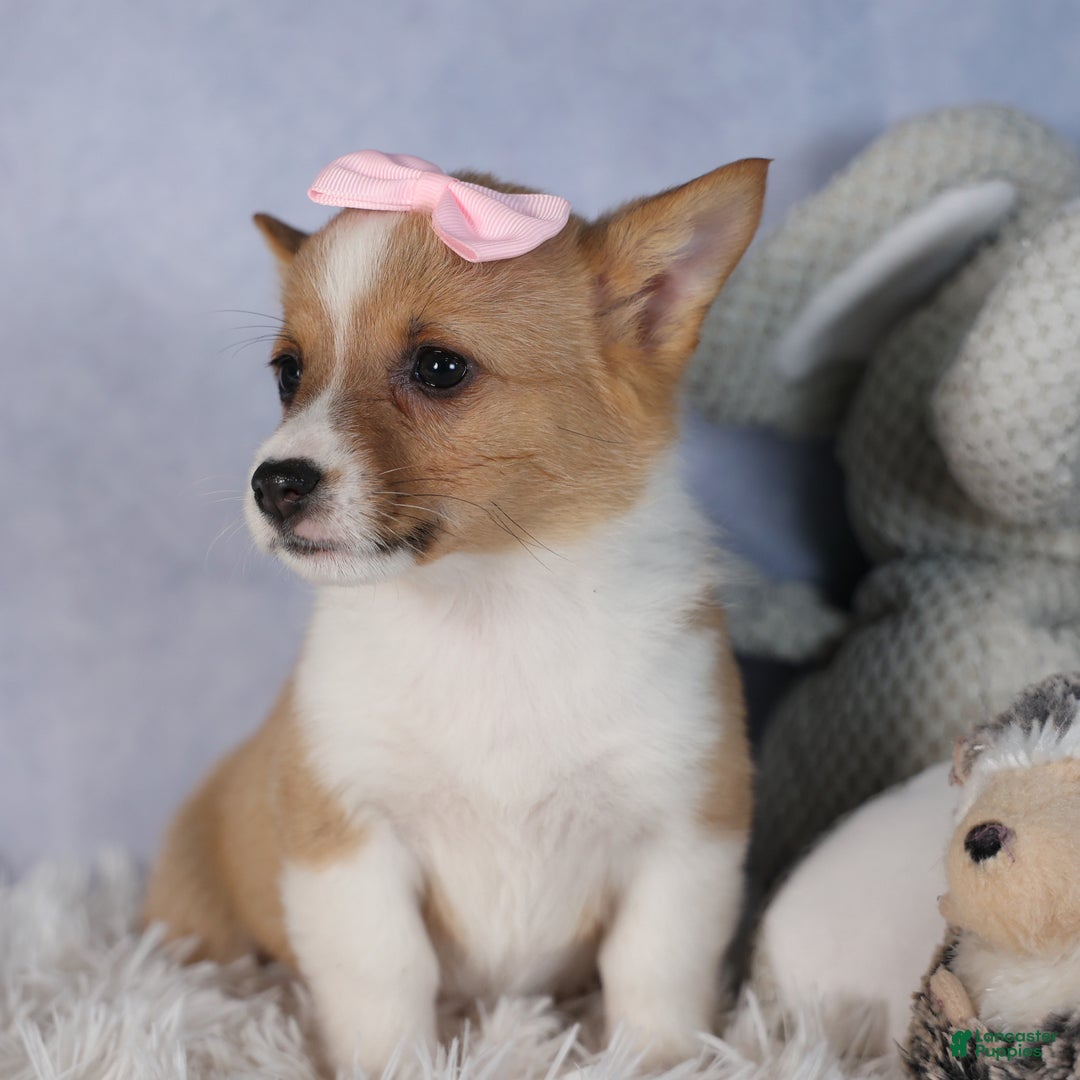 Welsh Corgi Pembroke dogs for sale: Demi - Ad 6