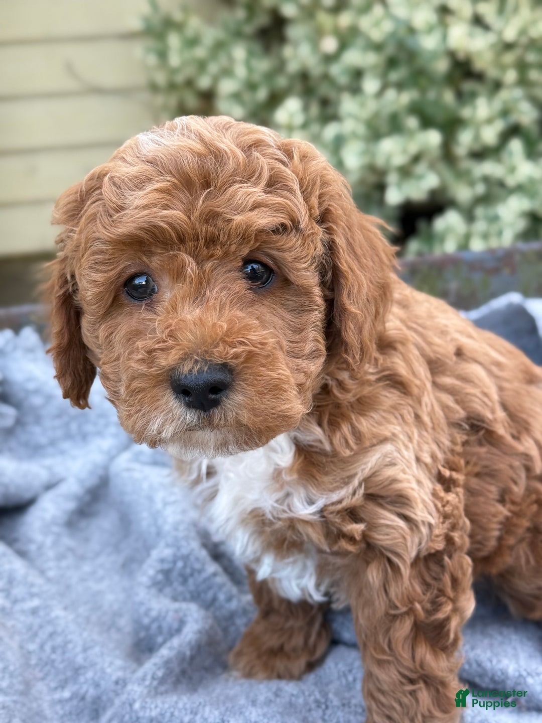 Toy Poodle dogs for sale: Pepper - Ad 9