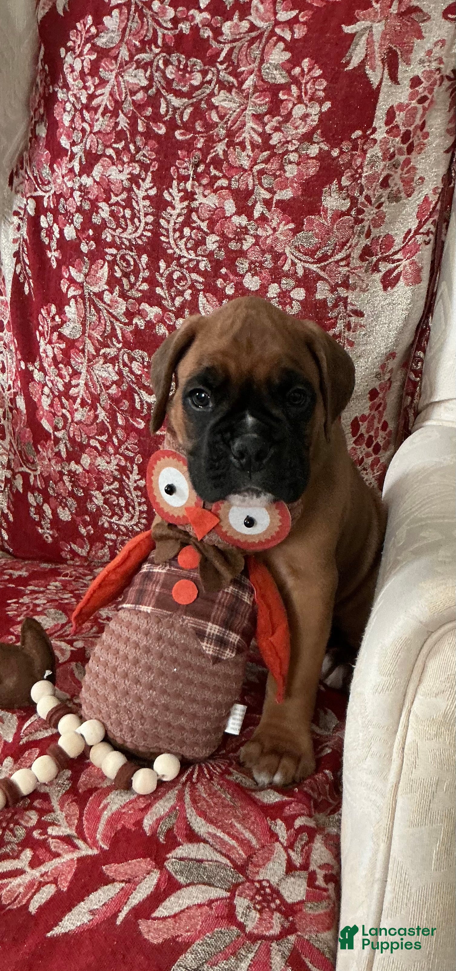 Boxer dogs Munich - Ad 1