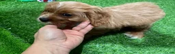 Cavapoo dogs for sale: Vemmo - Ad 3