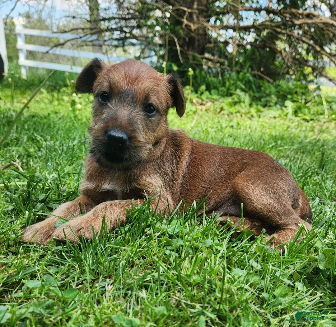 Irish Terrier dogs for sale: Brook - Ad 1