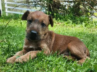Irish Terrier dogs for sale: Brook - Ad 1