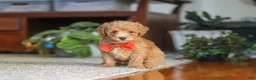 Miniature Poodle dogs for sale: Blake  - Ad 8
