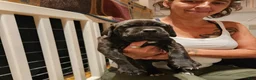 Cane Corso dogs for sale: Cane Corso 2 - Ad 39
