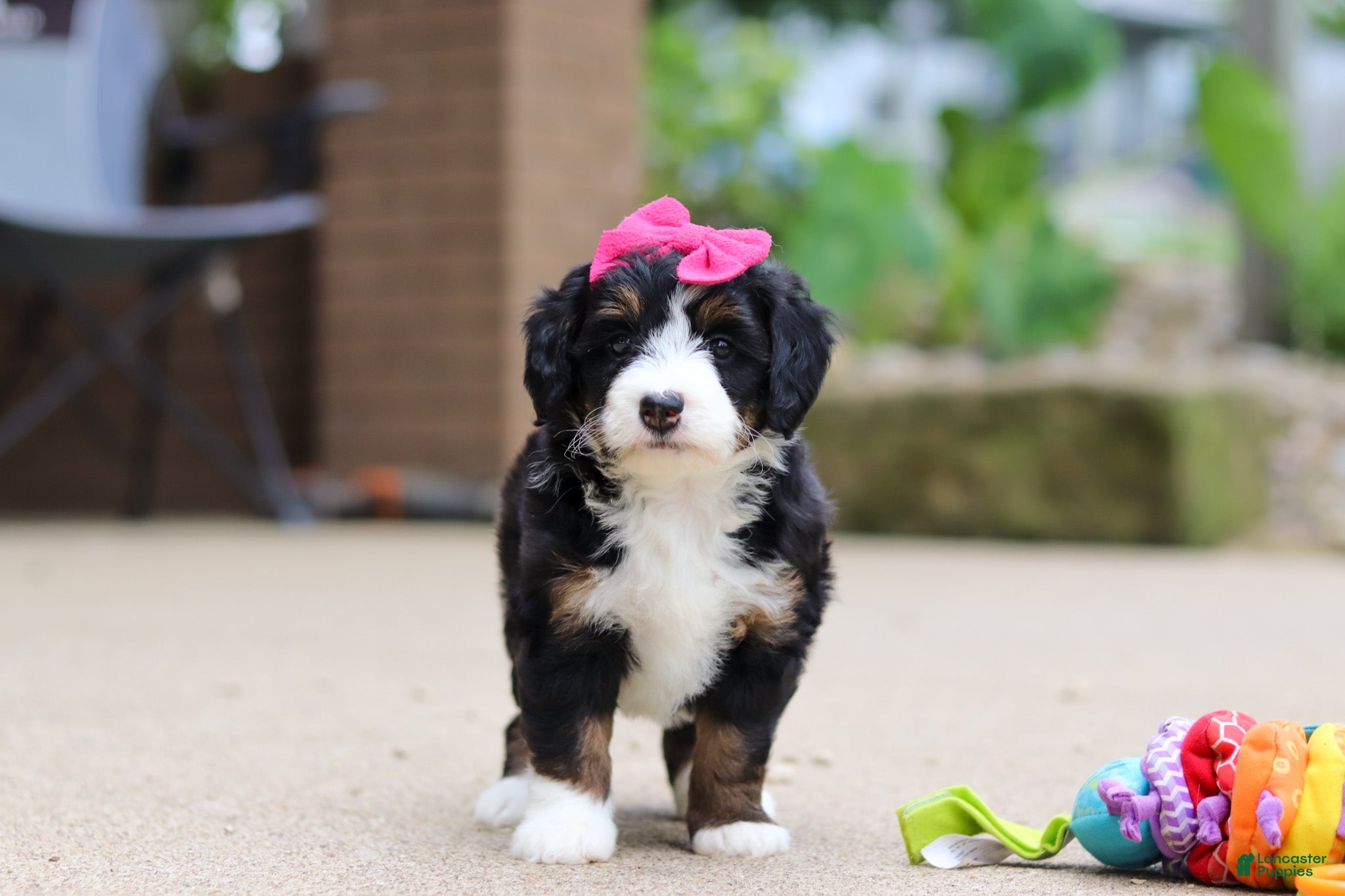 Lemonade Mini Bernedoodle for sale in Dundee | Lancaster Puppies