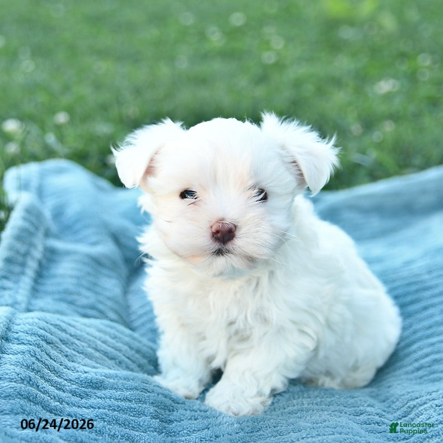 Maltese dogs Paris  - Ad 2