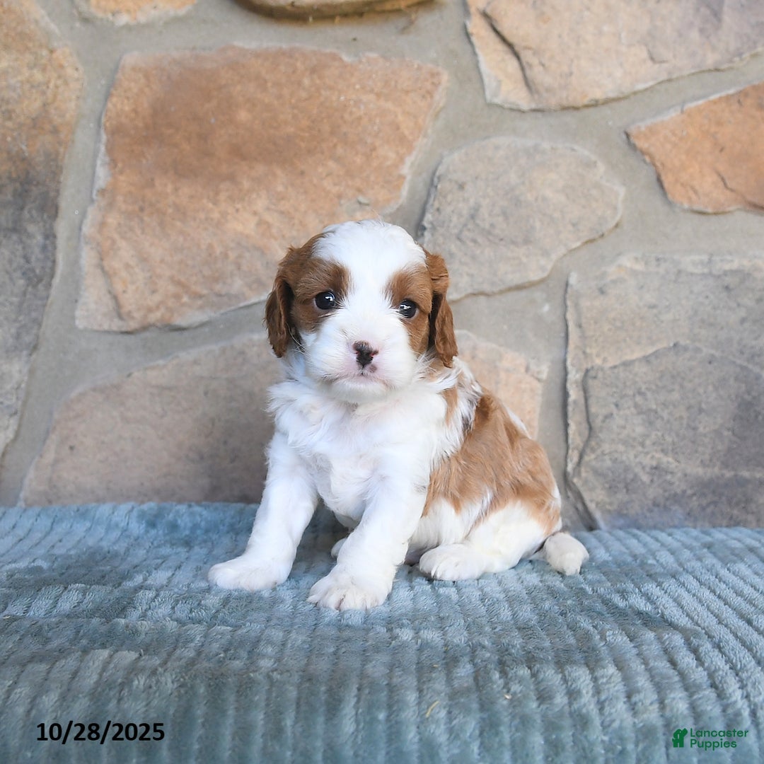 Cavapoo dogs for sale: Finley - Ad 6