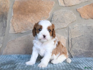 Cavapoo dogs - Ad 35