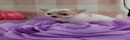 Chihuahua dogs for sale: Tulip - Ad 12