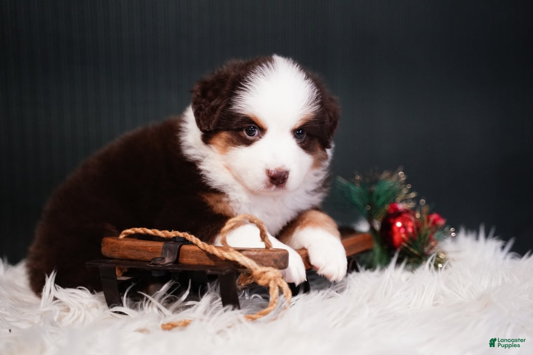 Miniature Australian Shepherd dogs for sale: Dean - Ad 4