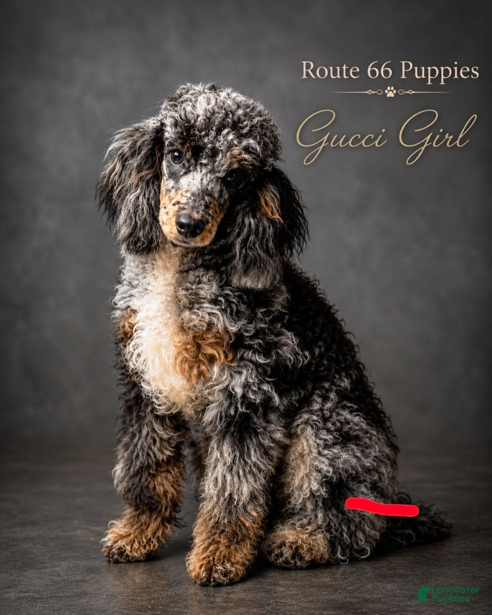Shihpoo dogs Shihpoo 5 - Ad 2