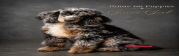 Shihpoo dogs for sale: Shihpoo 1 - Ad 2