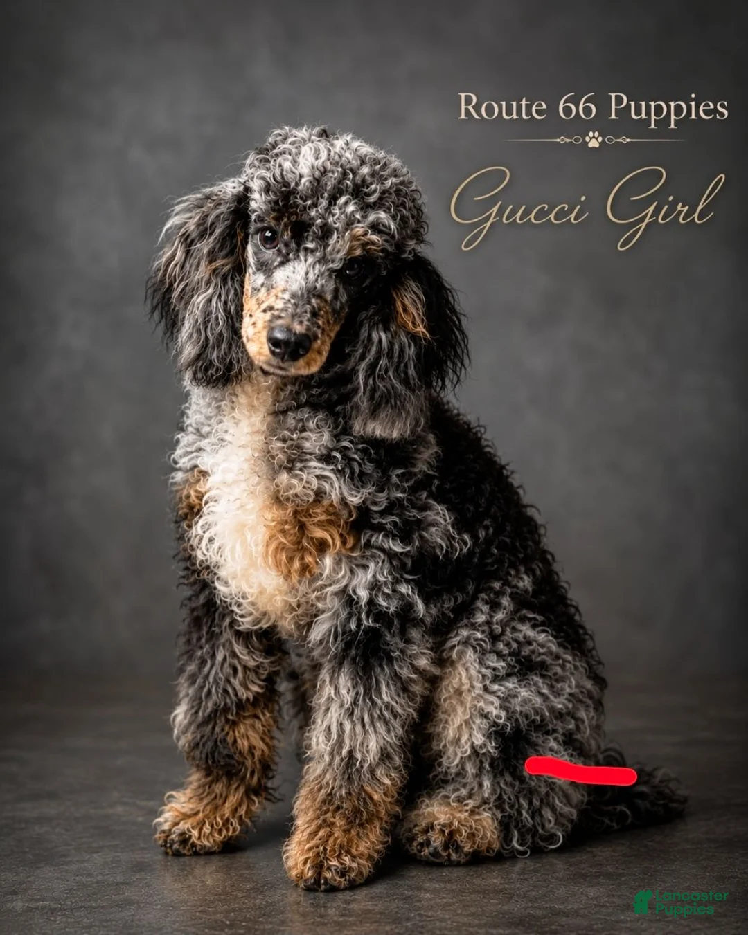 Shihpoo dogs for sale: Shihpoo 1 - Ad 2