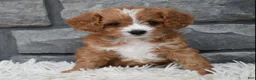 Cavapoo dogs for sale: Remi - Ad 5