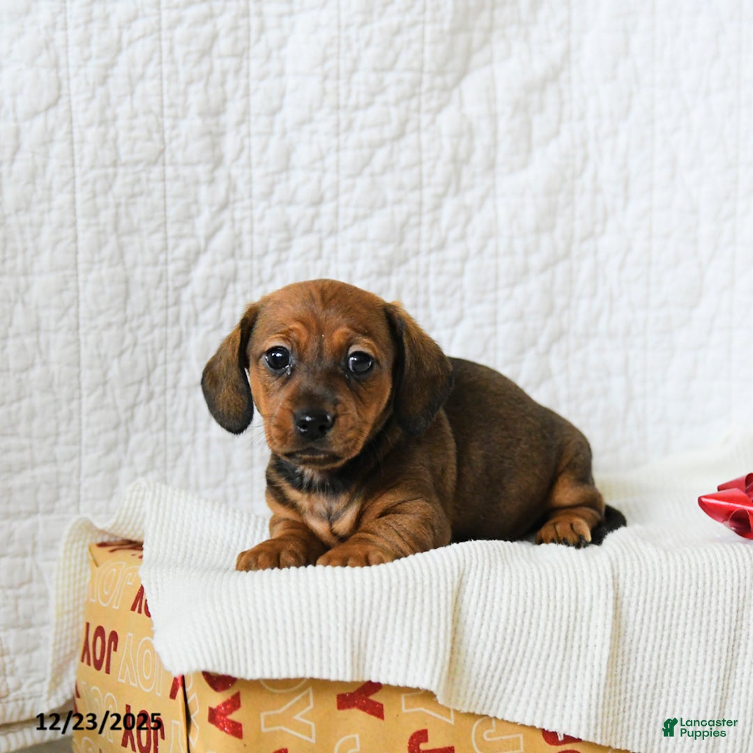 Miniature Dachshund dogs for sale: Coffee - Ad 2