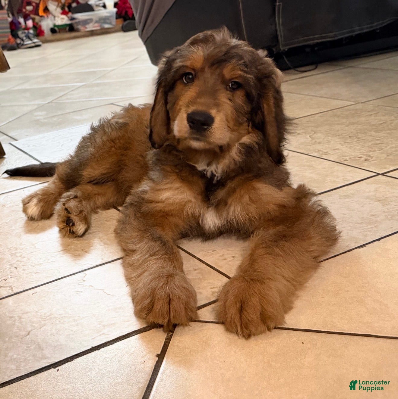 Mixed Breed dogs Mixed Breed Puppy 4 - Ad 7