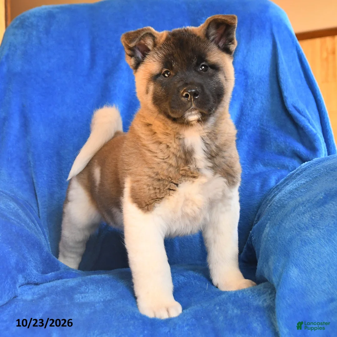Akita dogs for sale: Chester - Ad 1