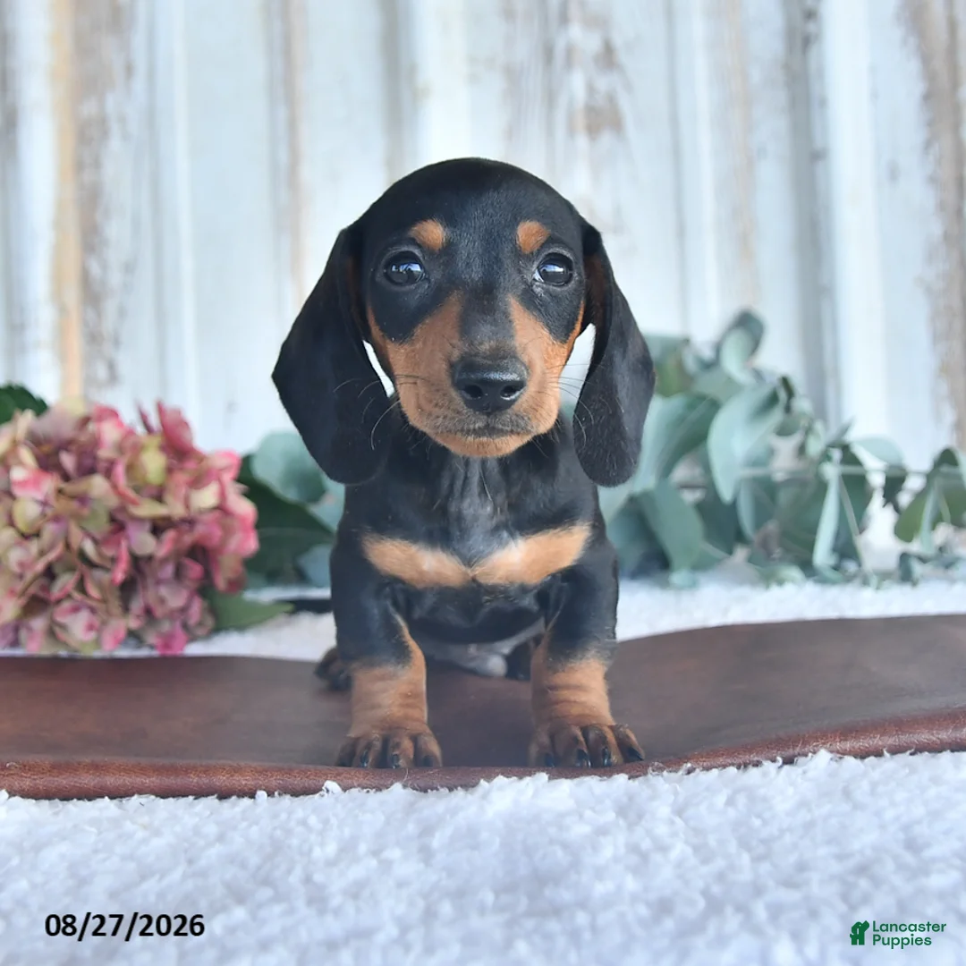 Miniature Dachshund dogs for sale: Smokey Bear - Ad 1