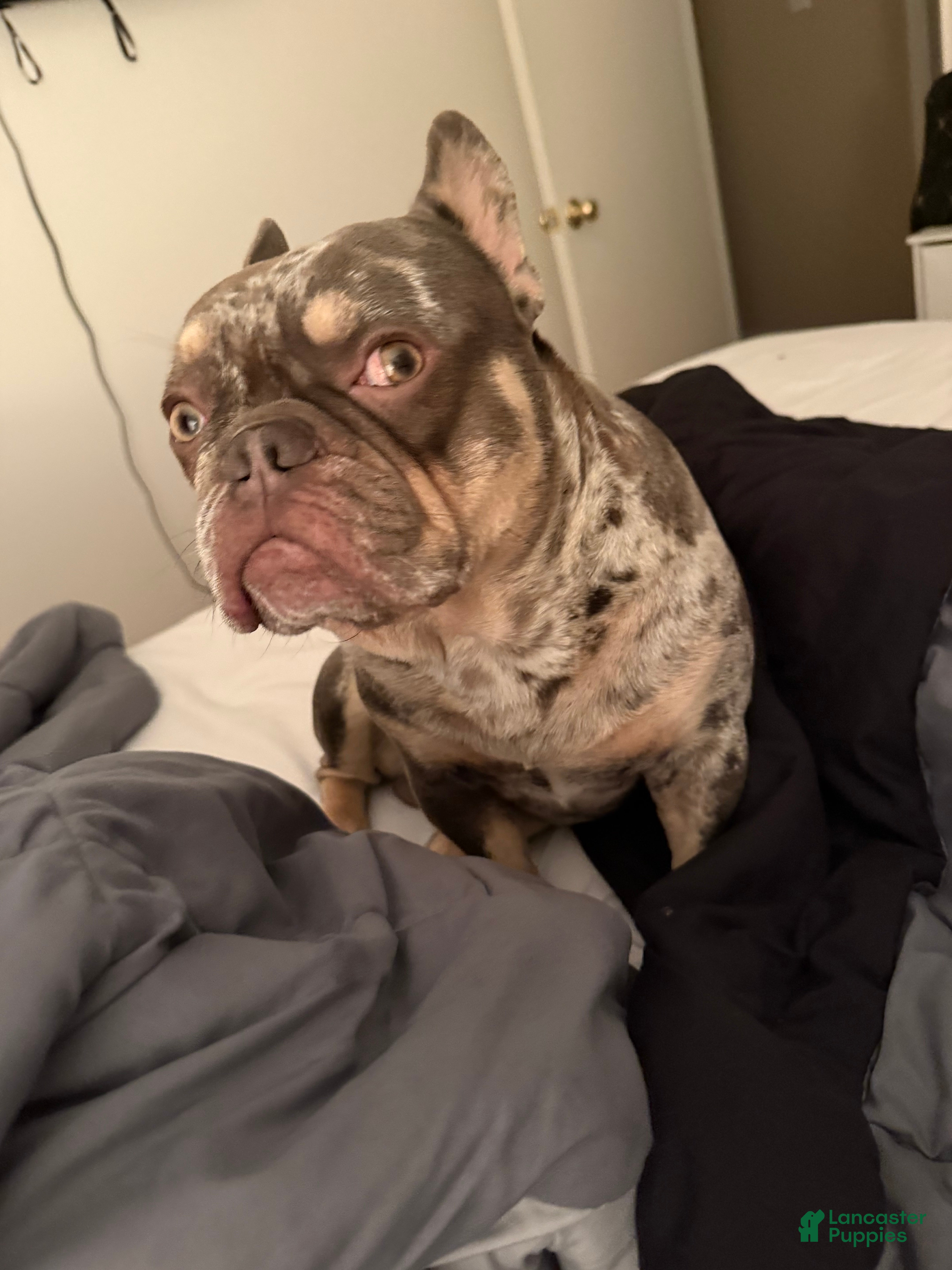 French Bulldog dogs Chewy - Ad 14