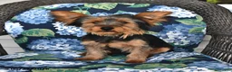 Yorkshire Terrier dogs for sale: Ranger - Ad 2
