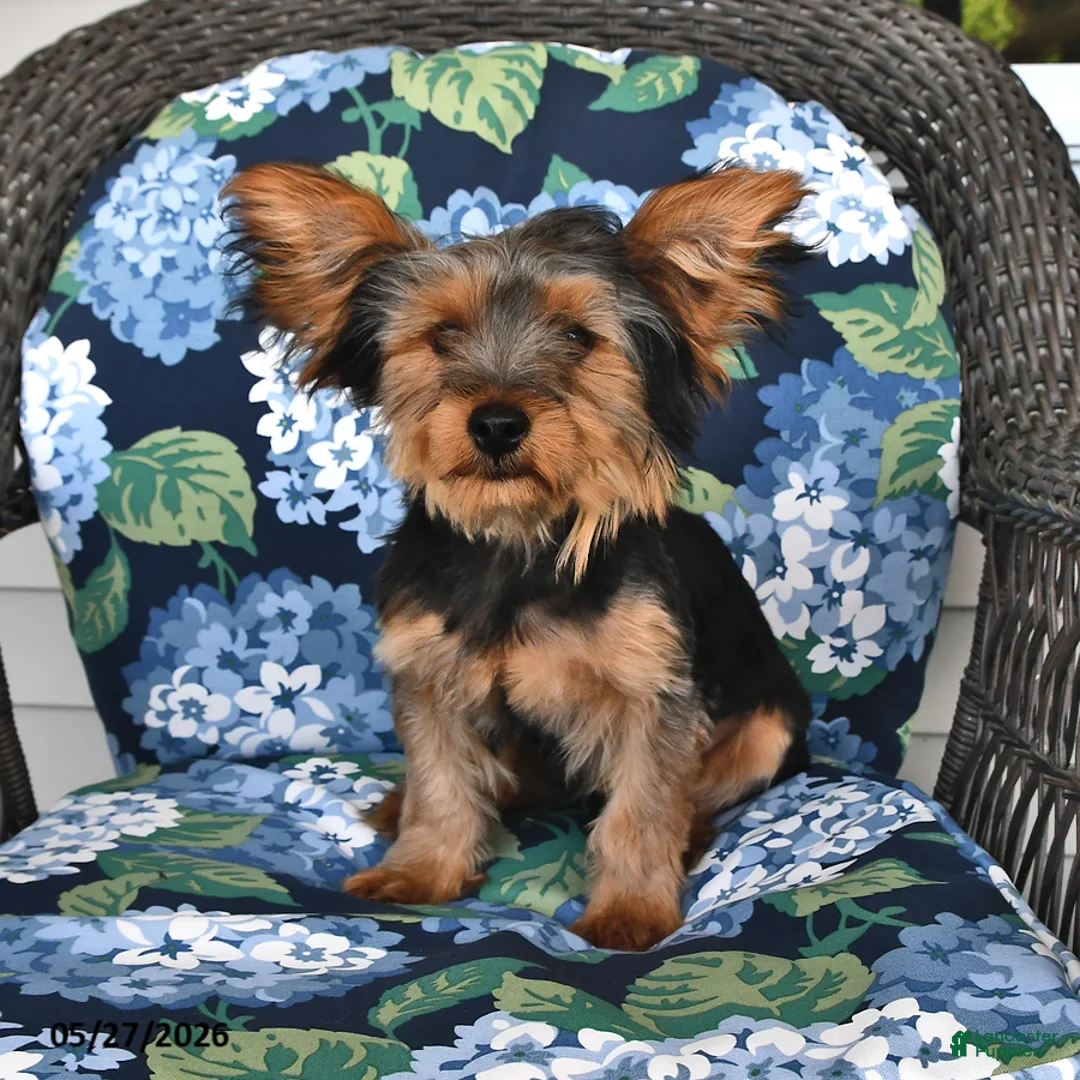 Yorkshire Terrier dogs for sale: Ranger - Ad 2