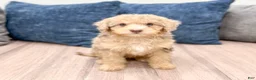 Miniature Poodle dogs for sale: Princess - Ad 1