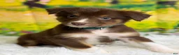 Australian Shepherd dogs for sale: Australian Shepherd Bogo - Ad 15