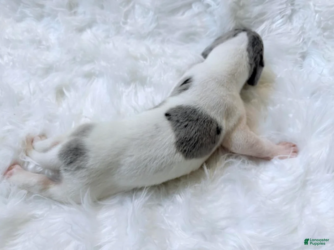 Great Dane dogs for sale: Mike - Ad 6