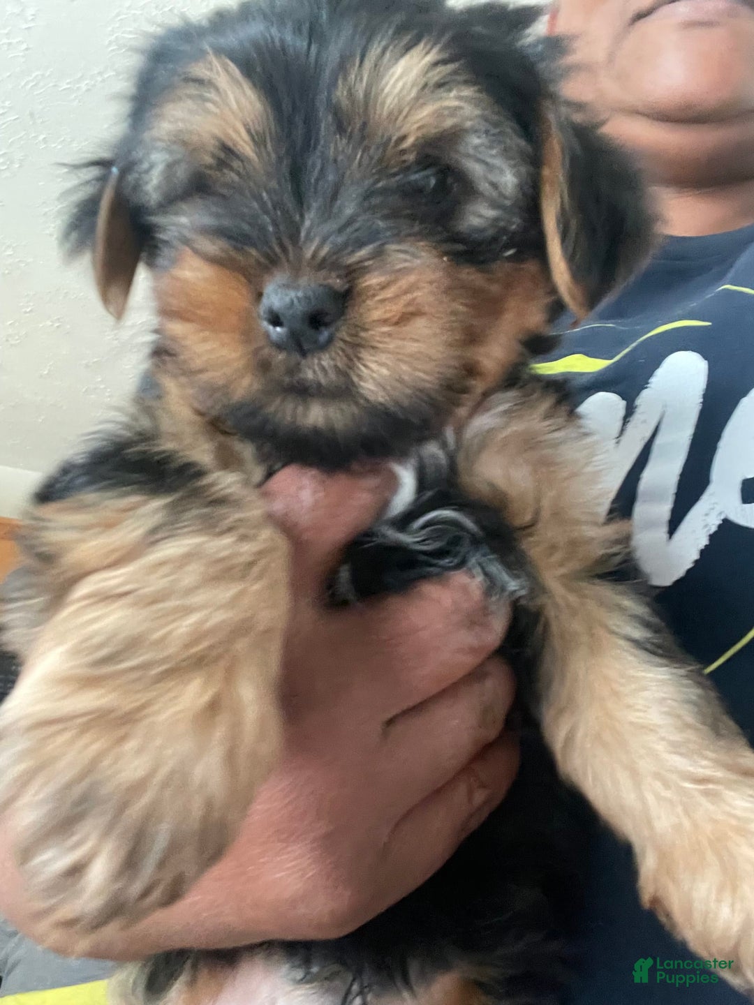 Yorkshire Terrier dogs for sale: Pet 1 - Ad 1