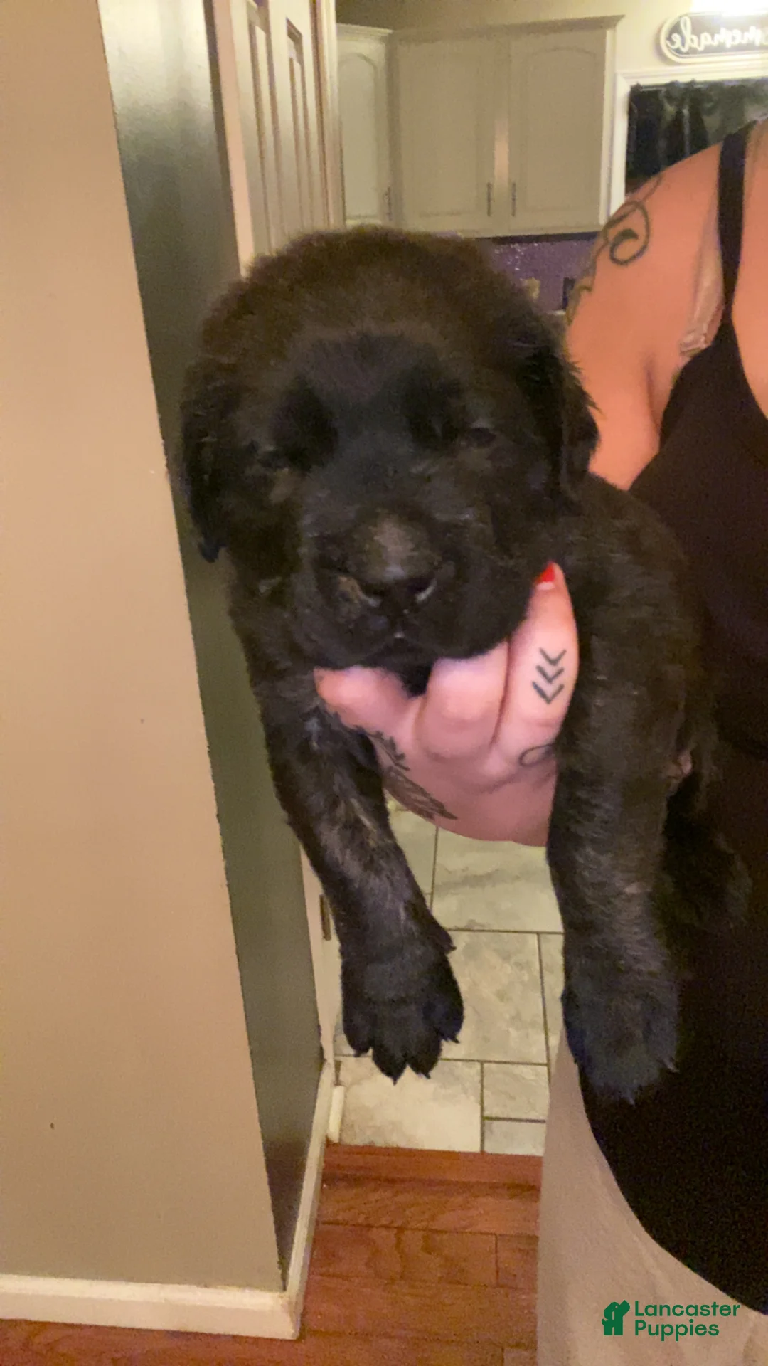 English Mastiff dogs for sale: English Mastiff Puppy 1 - Ad 5