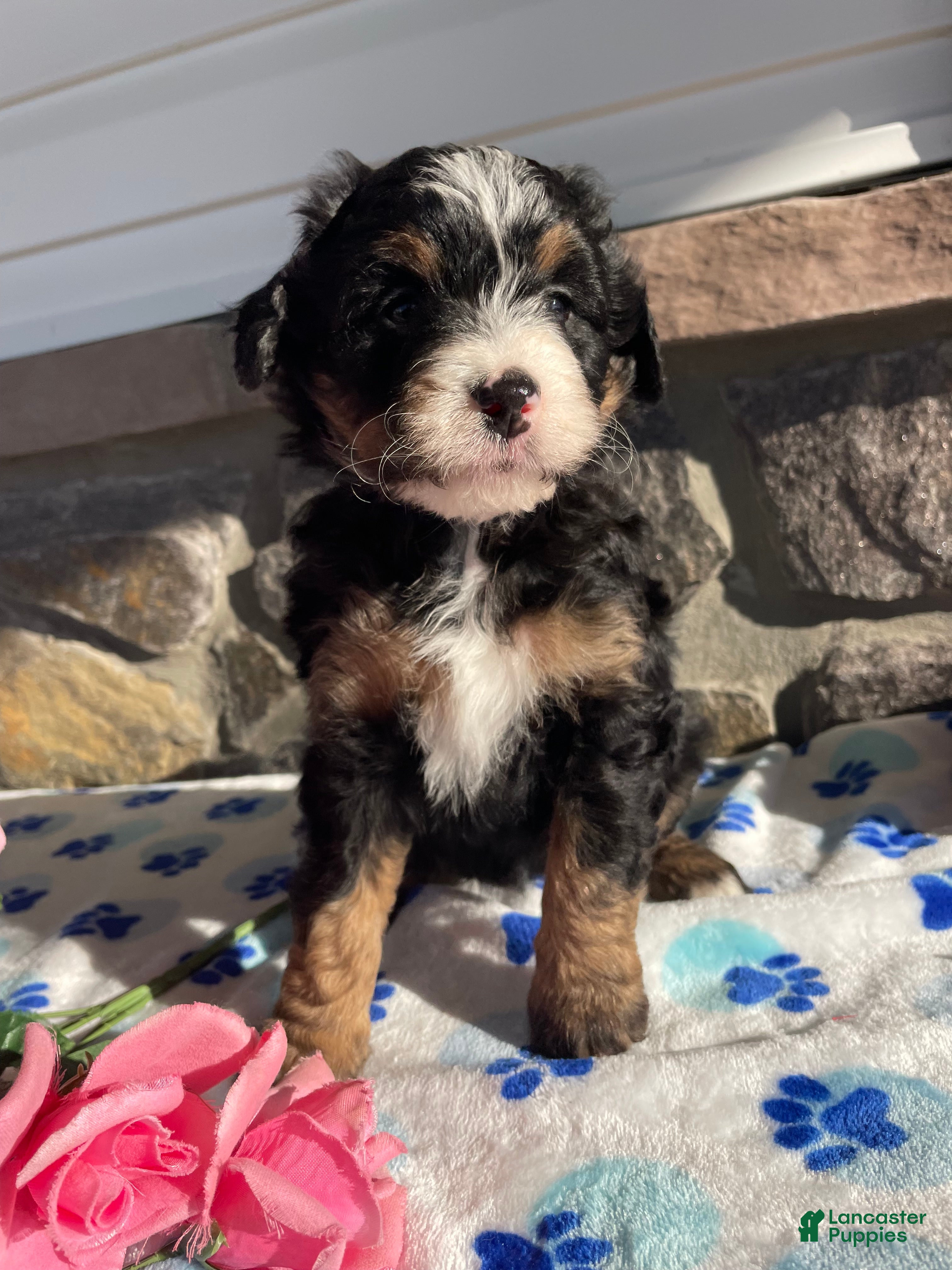 Mini Bernedoodle dogs Miley - Ad 28